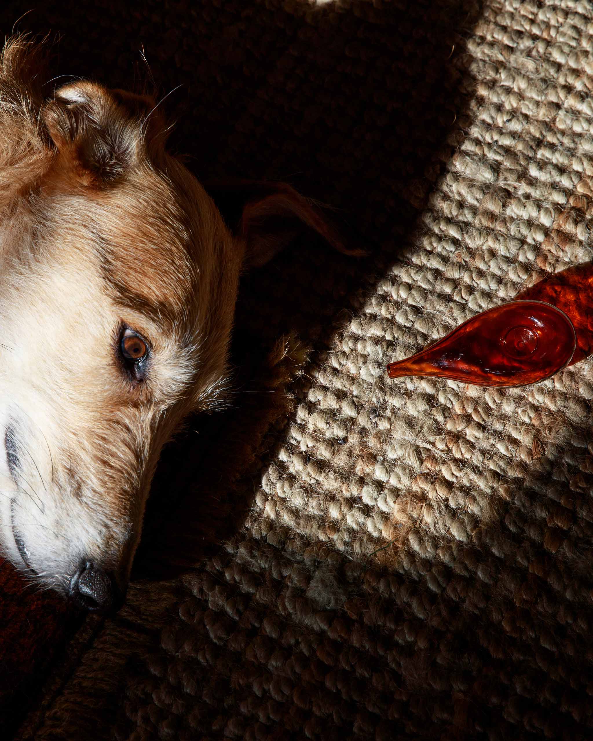 Brown glass Cloud Pipe placed beside a dog with matching amber eyes, a poetic composition highlighting the warmth and color of the glass design.