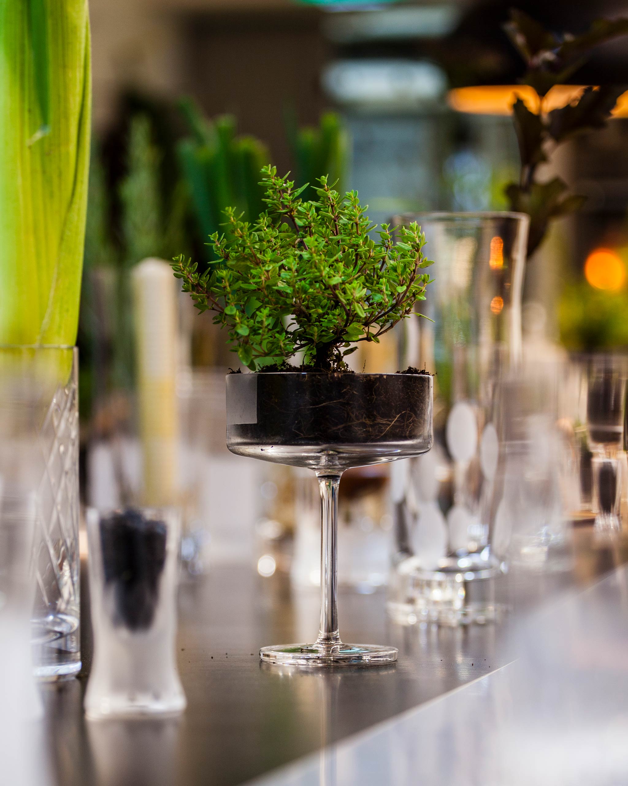 Artistic display of crystal coupe glass with frosted band holding small tree, surrounded by modern glassware.