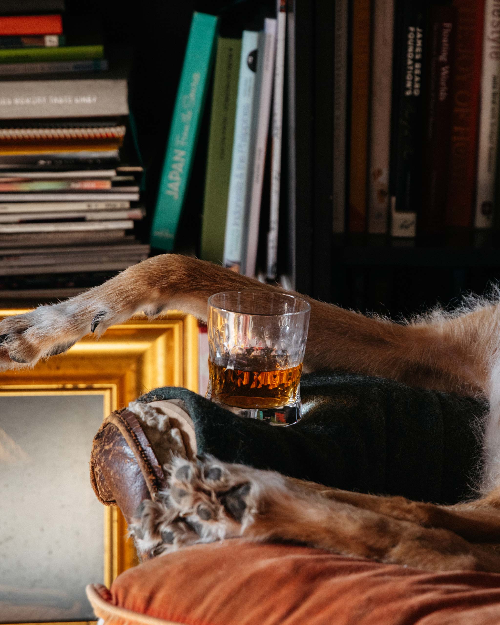 Lifestyle image of a hand-blown Irish crystal whiskey glass alongside a dog and a bookshelf